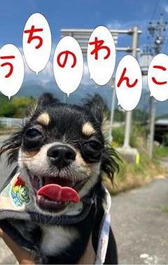 うちのわんこ