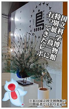 国立科学博物館の特別展『鳥』に行ってきたレポ