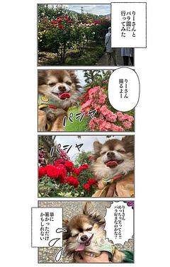 りーさんとバラ